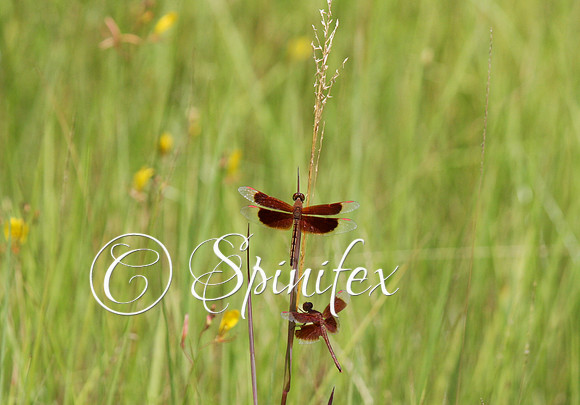 Dragonflies at Mary River