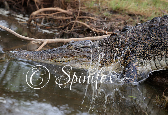 Crocodile