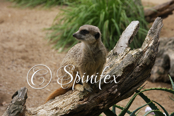 Meerkat