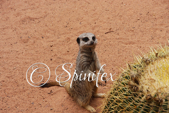Meerkat