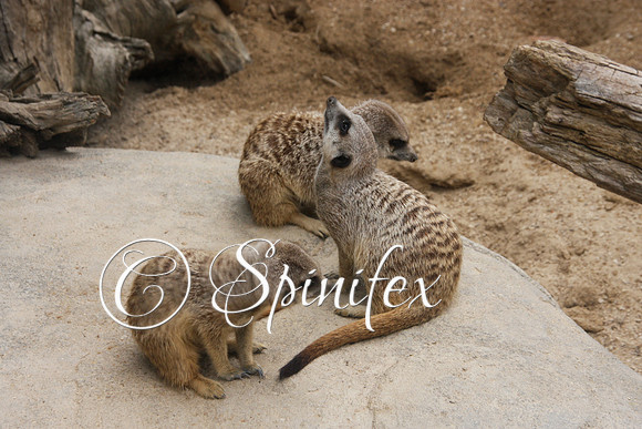 Meerkat