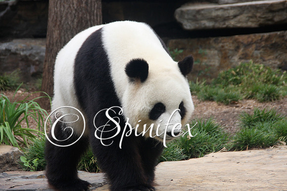 Giant Panda