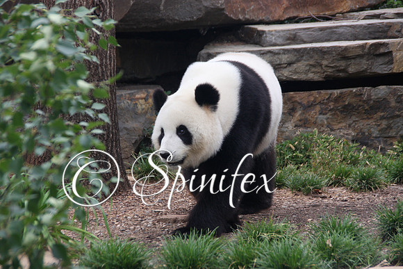 Giant Panda