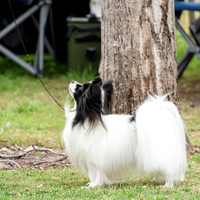 SfxJ-1534