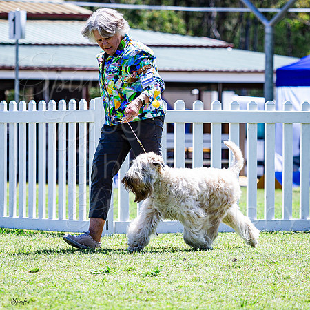 SfxV-9833