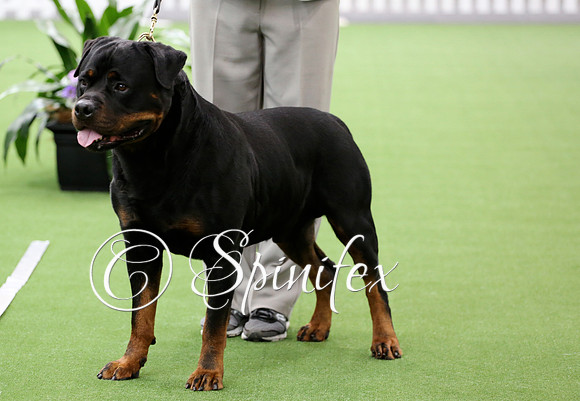 NRCA Ch Oberschoen Black Ash