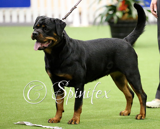 Svawill Questra HT