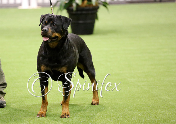 NRCA Ch Oberschoen Bewitched