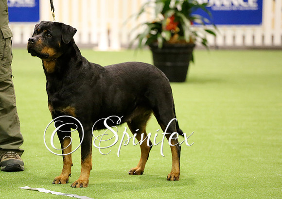 NRCA Ch Oberschoen Bewitched