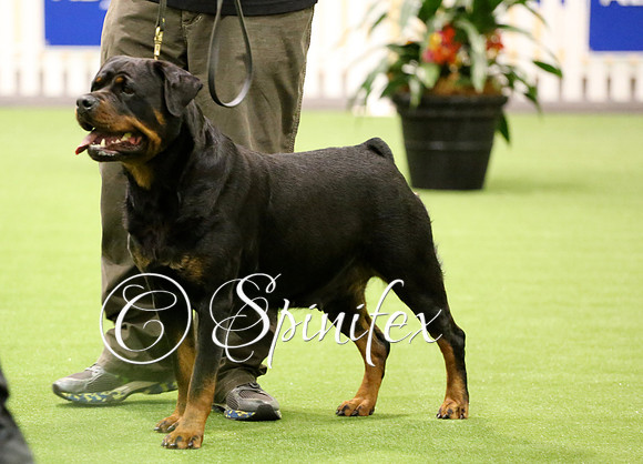 Ch Hustons Majestic Lady ET (imp NZ)