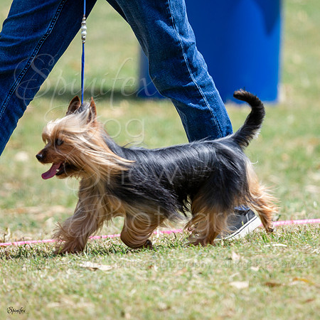 SfxV-2728