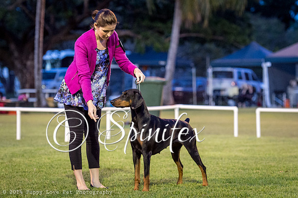 cc_140510_dogs_DABKC_0084