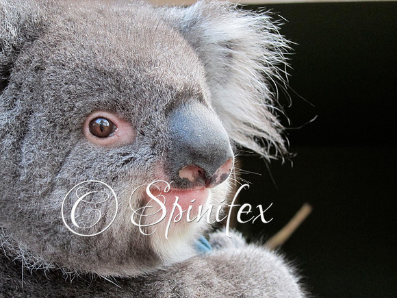 Koala Bear ,  Bonorong Wildlife Sanctuary , Brighton Tasmania