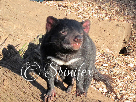 Tasmanian Devil  ,  Bonorong Wildlife Sanctuary , Brighton Tasmania