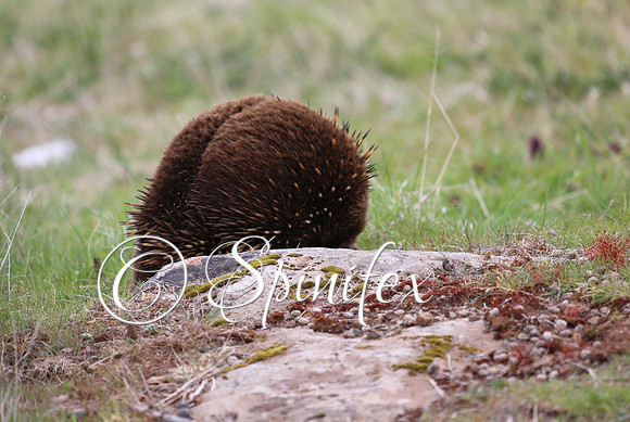 Echidna in  Tasmania 2012