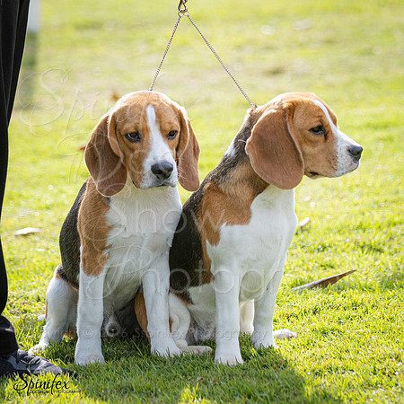 SfxY-1136