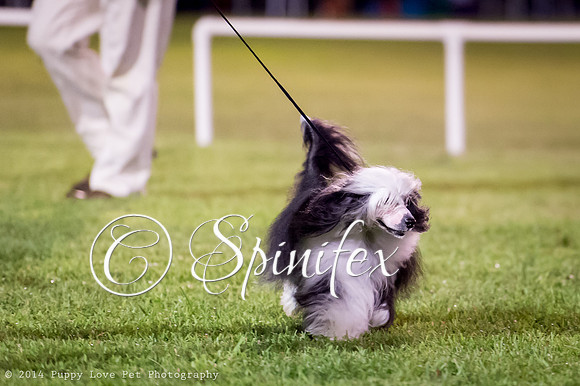 cc_140510_dogs_DABKC_0184