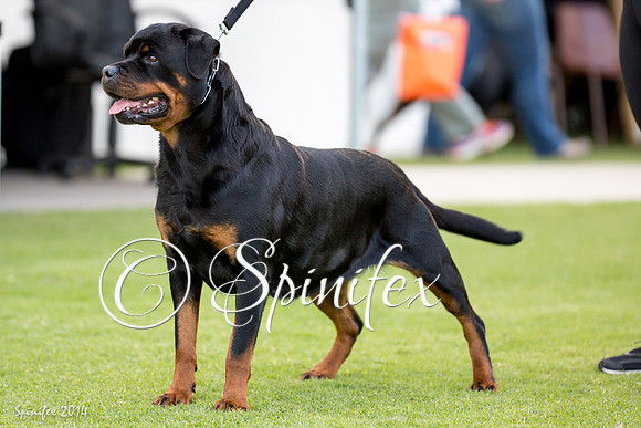 RCSAJ2014-5781
