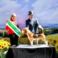 Allora Kennel Club Podium Sun 2026  - Inc Sat night