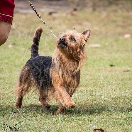 SfxJb-4119