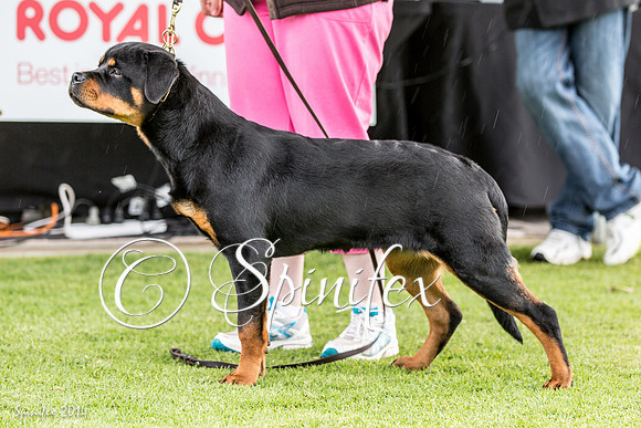 RCSAJ2014-5399