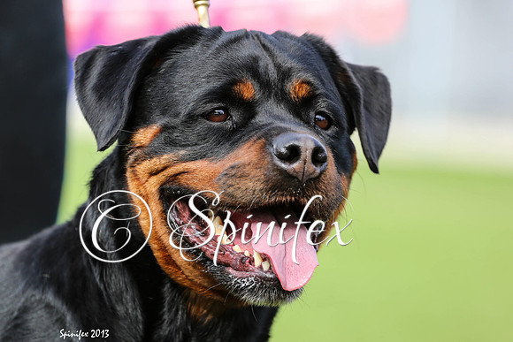 Ch Rottzenith Phinesse