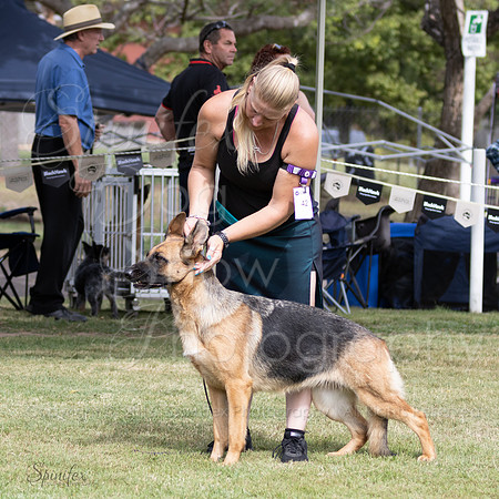 Sfxy-6337