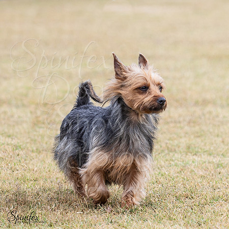 SfxA-0242-2