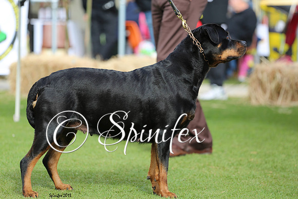 NRCA ch Oberschoen Bewitched