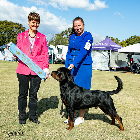 SfxY-9515