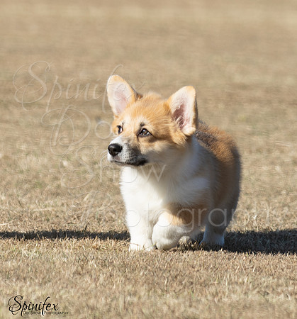 Corgi