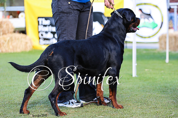 NRCA Ch Ubersein Domination
