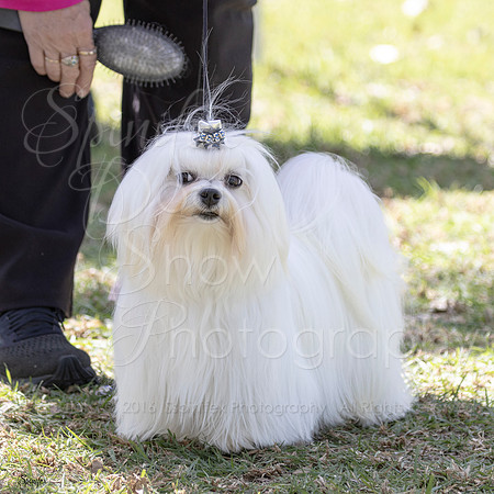 SfxY-2789