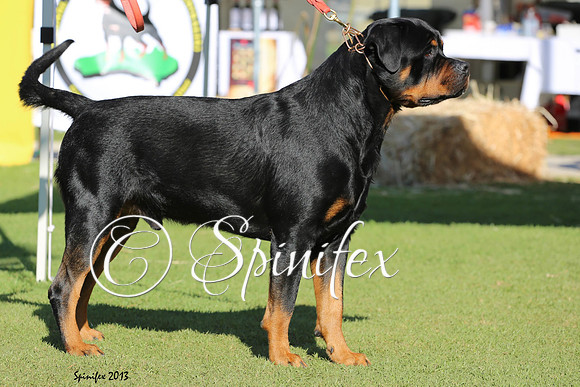 Rottisliebe Eye to Eye