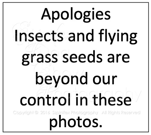 Apologies