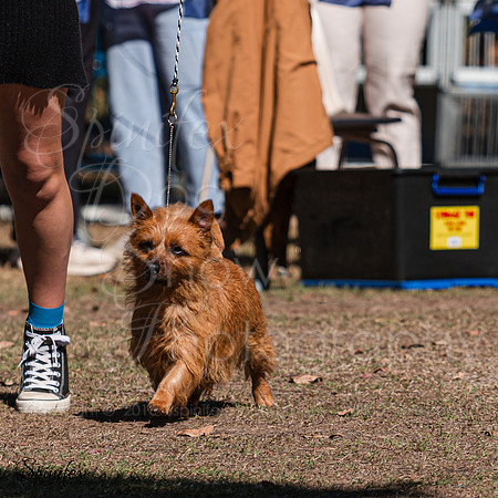 SfxA-9625