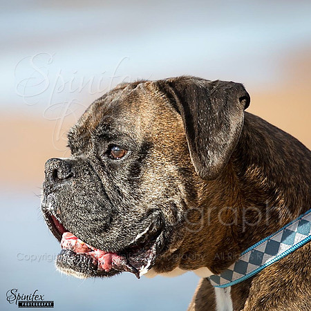 Sfx-Boxer