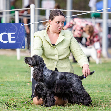 SfxA-2331