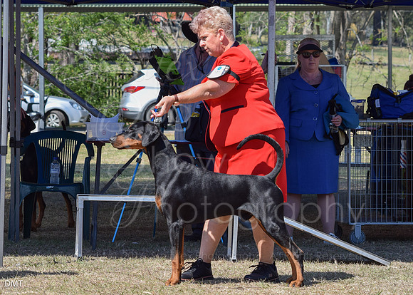DMT-0408