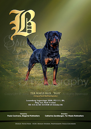 FCDS Rottweiler B