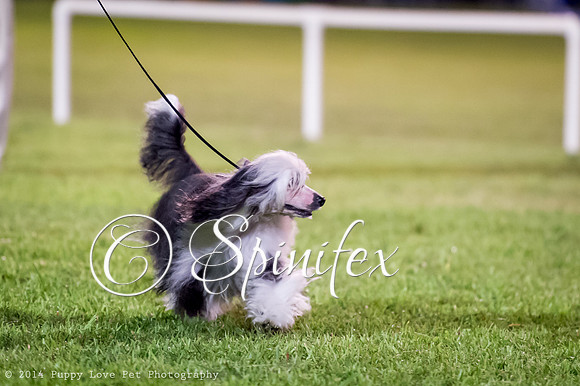 cc_140510_dogs_DABKC_0185