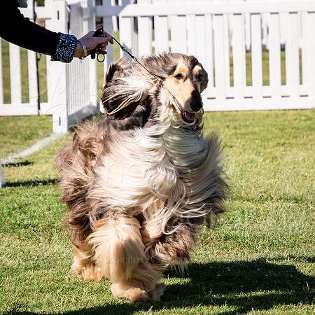 SfxJ-9837