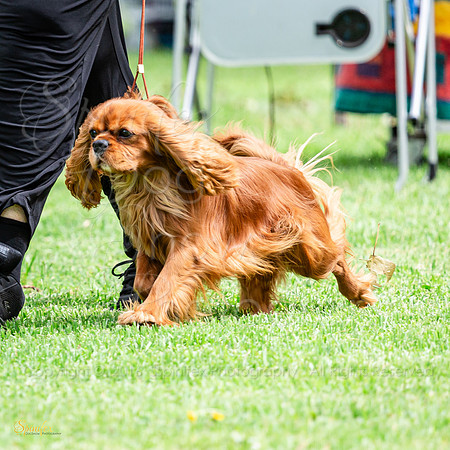SfxA-6315