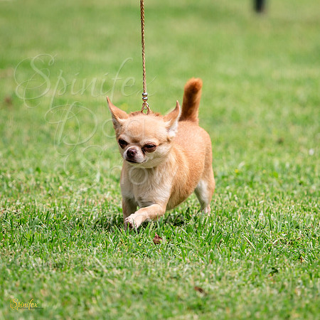 SfxA-6528