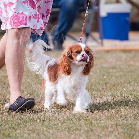 SfxAFV-9414