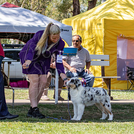 Sfxy-9308