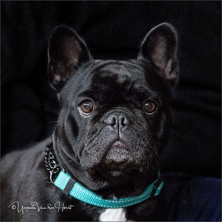 Briar (My very beautiful Mom)