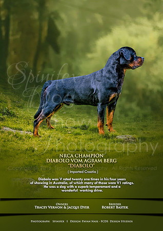 FCDS Rottweiler D