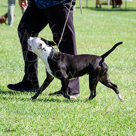 Sfx2J-5919