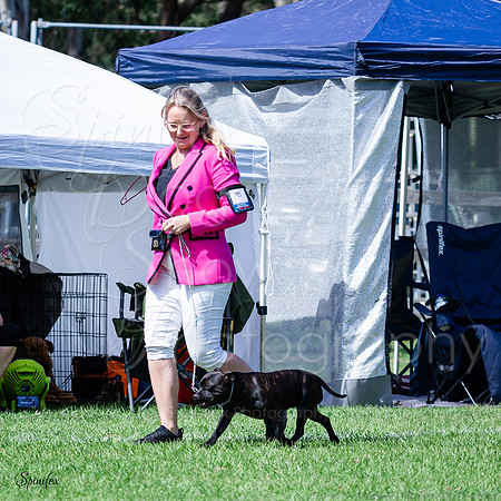 SfxA-2936